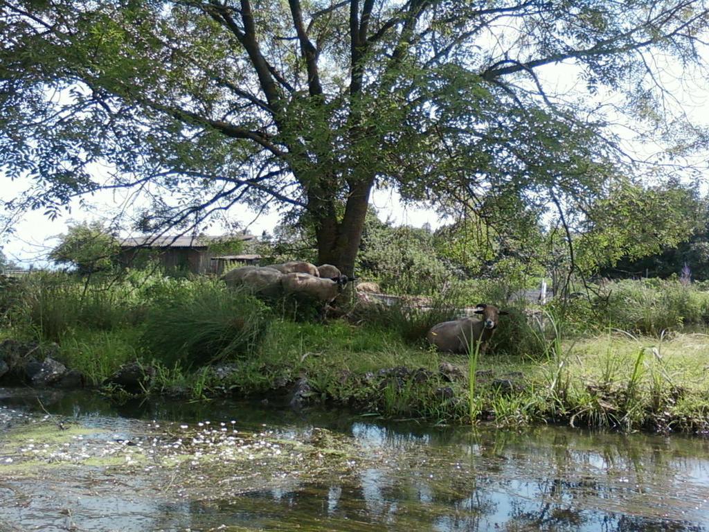 Ferienwohnung Am Buchenbaum Neuried  Esterno foto